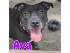 Adopt Ava a Pit Bull Terrier, Labrador Retriever