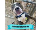 Adopt Bluey a Pit Bull Terrier