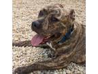 Adopt Brindle a Pit Bull Terrier