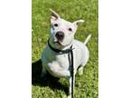 Adopt Comet a Pit Bull Terrier, Mixed Breed
