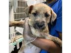 Adopt Lola a Wirehaired Terrier, Mixed Breed