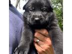 German Shepherd Dog Puppy for sale in Spartanburg, SC, USA