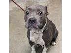 Adopt Moon Pie a American Staffordshire Terrier