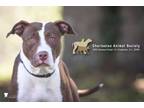 Adopt 73707a Glamour a American Staffordshire Terrier, Mixed Breed