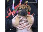 Adopt 73728A Prue a German Shepherd Dog, Mixed Breed
