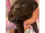 Labrador Retriever Puppy for sale in Ghent, NY, USA