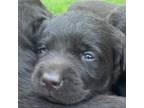 Labrador Retriever Puppy for sale in Ghent, NY, USA
