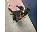 Adopt Willow a Cattle Dog, Border Collie