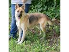 Adopt RAYNA-28802 a German Shepherd Dog