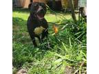 Adopt Cleo a Staffordshire Bull Terrier