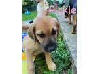 Adopt Pickle a Redbone Coonhound, Mixed Breed