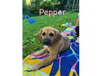 Adopt Pepper a Redbone Coonhound, Mixed Breed