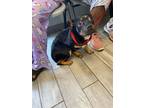 Adopt Yoohoo a Pit Bull Terrier, Mixed Breed