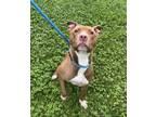 Adopt Ivy-Rose a Pit Bull Terrier, Mixed Breed