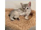 Adopt Introverted Extrovert 9 a Domestic Short Hair