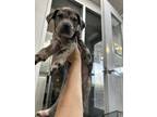 Adopt 56034764 a Catahoula Leopard Dog, Mixed Breed