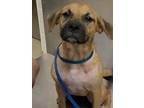 Adopt 56032794 a Black Mouth Cur, Mixed Breed