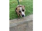Adopt Lydia a Pit Bull Terrier, Mixed Breed