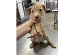 Adopt 56034770 a Catahoula Leopard Dog, Mixed Breed