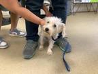 Adopt 56039879 a Terrier, Mixed Breed