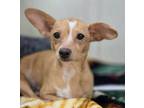 Adopt 56042088 a Terrier, Mixed Breed