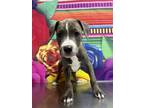 Adopt Gertrude a American Staffordshire Terrier, Mixed Breed