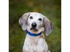 Adopt Beulah a Redbone Coonhound