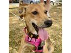 Adopt Sadie Pup: Ruth a Labrador Retriever, Shepherd