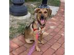 Adopt Sadie Pup: Ruby a Labrador Retriever, Shepherd