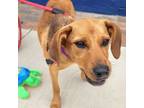 Adopt Sadie Pup: Rue a Labrador Retriever, Shepherd