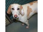Adopt Coral a Hound, Mixed Breed