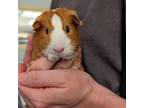 Adopt Fuzzy Potato a Guinea Pig