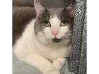 Adopt Featherkit a Domestic Short Hair