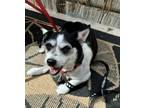 Adopt Camilla Belle a Terrier, Mixed Breed