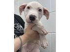 Adopt RugRats_Angelica a Mixed Breed