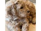 Goldendoodle Puppy for sale in Monticello, MN, USA