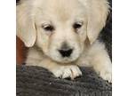 Golden Retriever Puppy for sale in Halifax, MA, USA