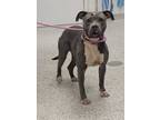 Adopt Misty Rain a Pit Bull Terrier, Mixed Breed