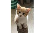 Adopt Kitten: Ryli a Domestic Short Hair