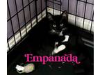 Adopt Kitten: Empanada a Domestic Short Hair