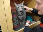 Adopt Sweets *Featured at the Petco in Ellicott City, MD* a Domestic Short Hair