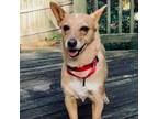 Adopt Adele a Mixed Breed