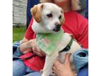Adopt Marshmallow a Mixed Breed