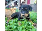 Adopt Hecate a Rottweiler, Mixed Breed
