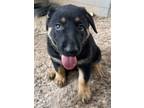 Adopt Xena a German Shepherd Dog, Labrador Retriever