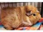 Adopt Chunky a Guinea Pig