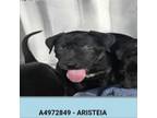 Adopt Aristeia a Black Labrador Retriever
