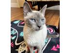 Adopt Ling Ling a Siamese