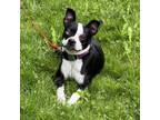 Adopt Lucy a Boston Terrier