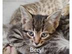 Adopt Beryl a Domestic Short Hair